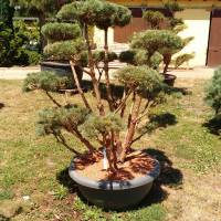 Pinus sylvestris "Watereri Nana"